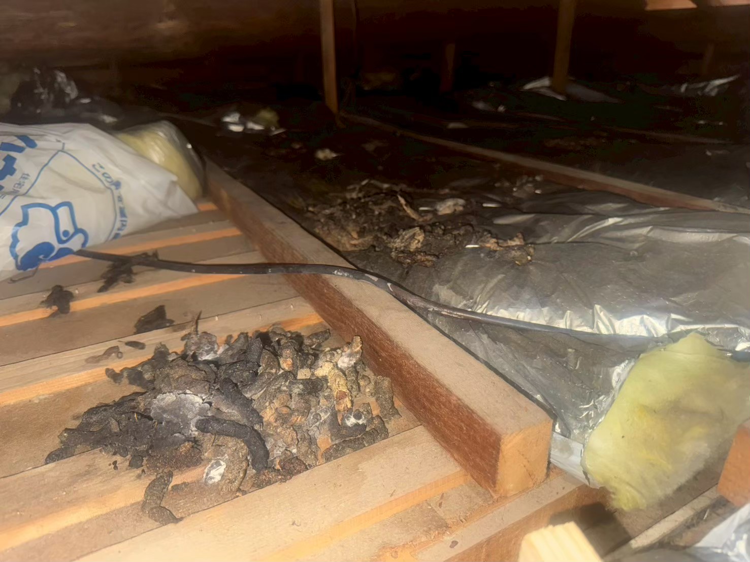 福岡県うきは市　アライグマによる被害　J様邸　駆除実績