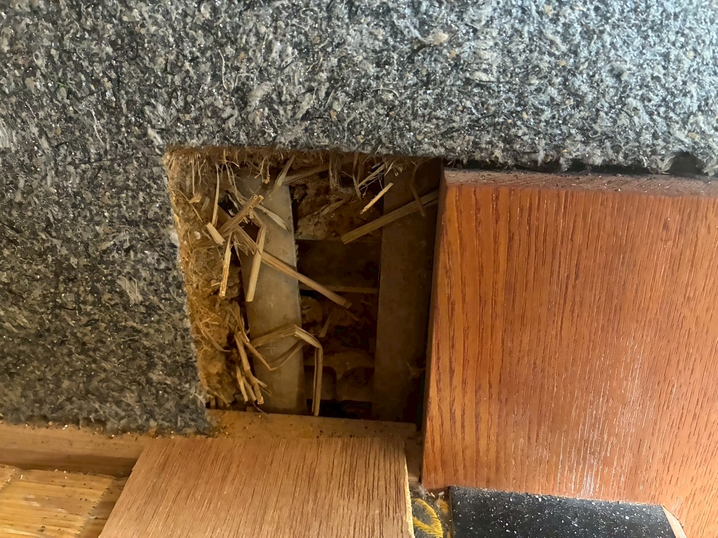 佐賀県佐賀市　ネズミによる被害　K様邸　駆除実績