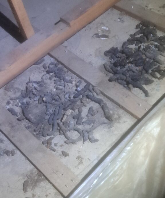 佐賀県鹿島市　アライグマによる被害　M様邸　駆除実績