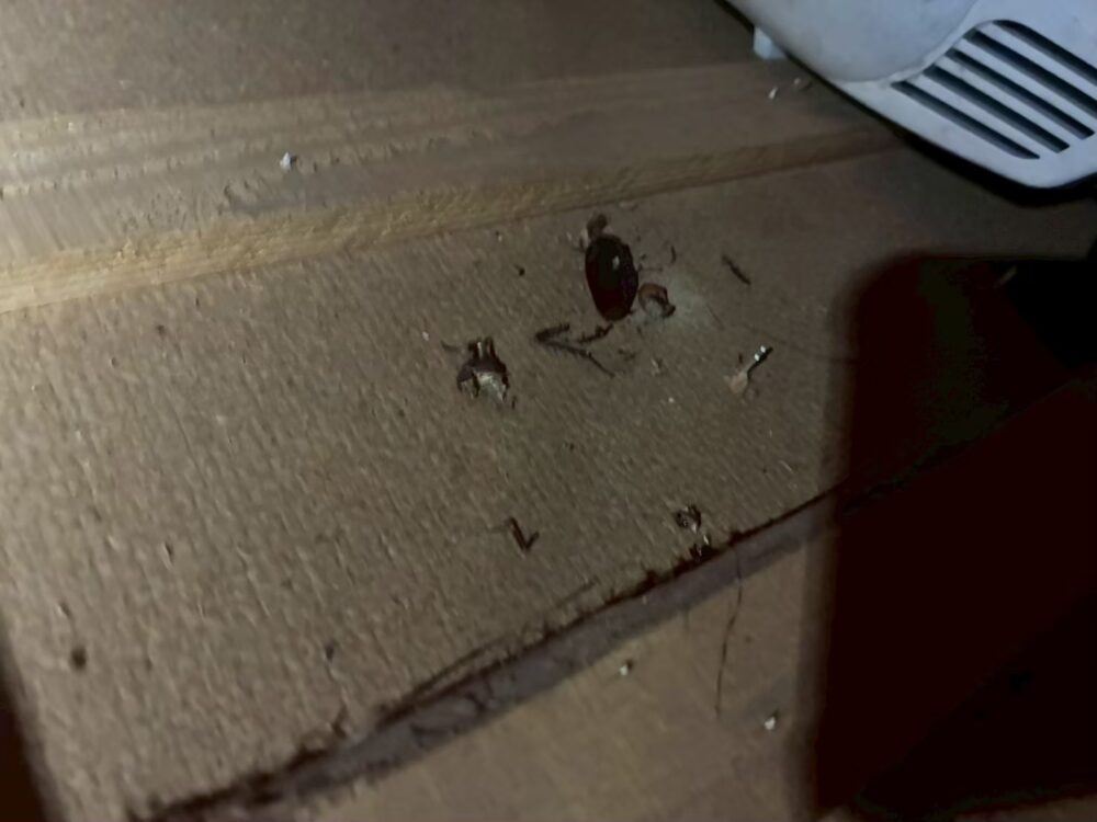 佐賀県多久市　ネズミによる被害　T様邸　駆除実績