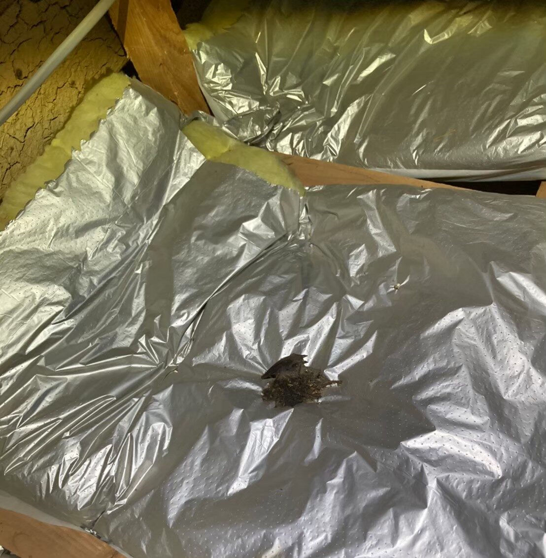 コウモリによる被害　N様邸　駆除実績