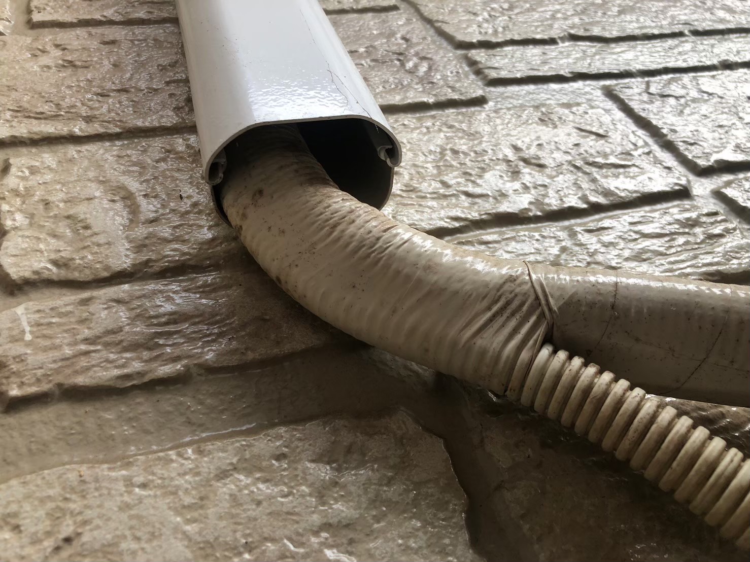 コウモリによる被害　O様邸　駆除実績