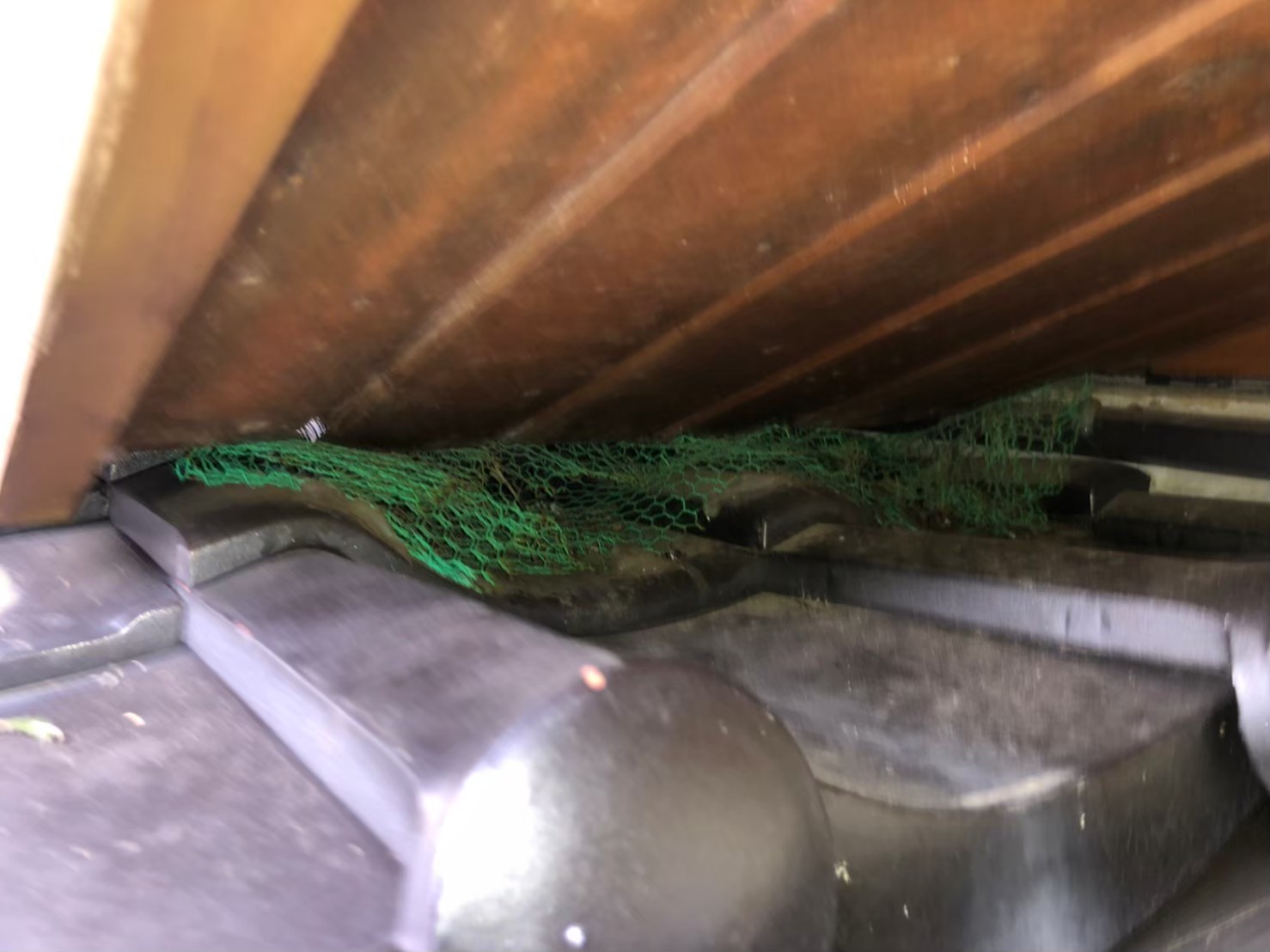 イタチ・アライグマによる被害　H様邸　駆除実績