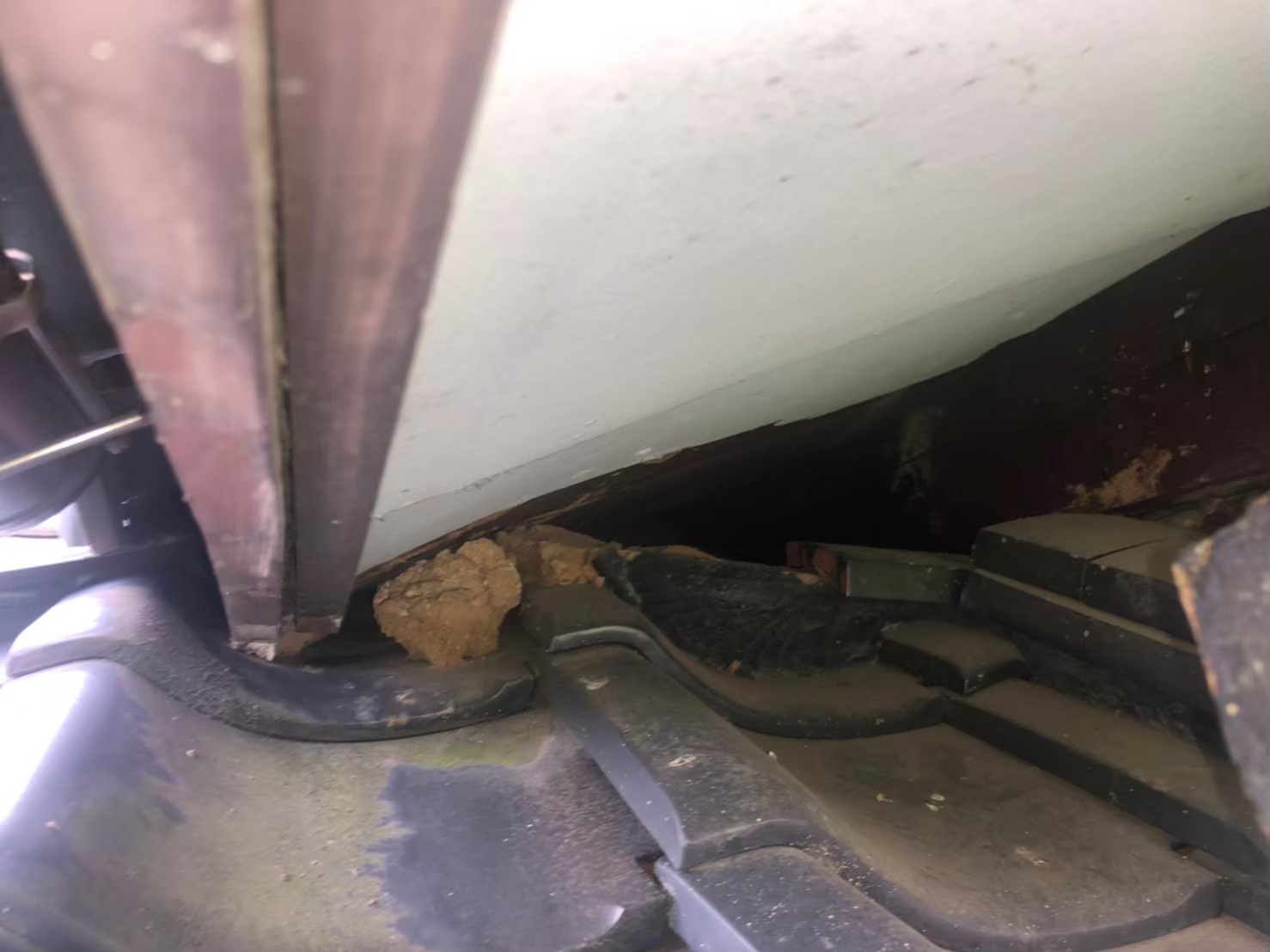 福岡県直方市　イタチによる被害　H様邸　駆除実績