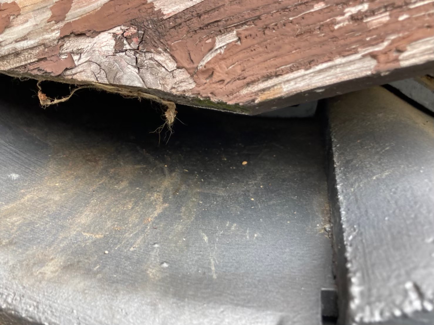 ハクビシンによる被害　A様邸　駆除実績