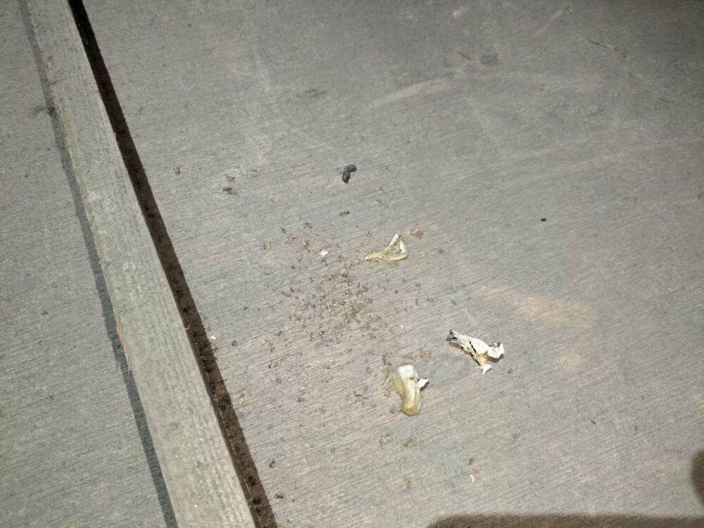 福岡県筑紫野市　ネズミによる被害　A様邸　駆除実績