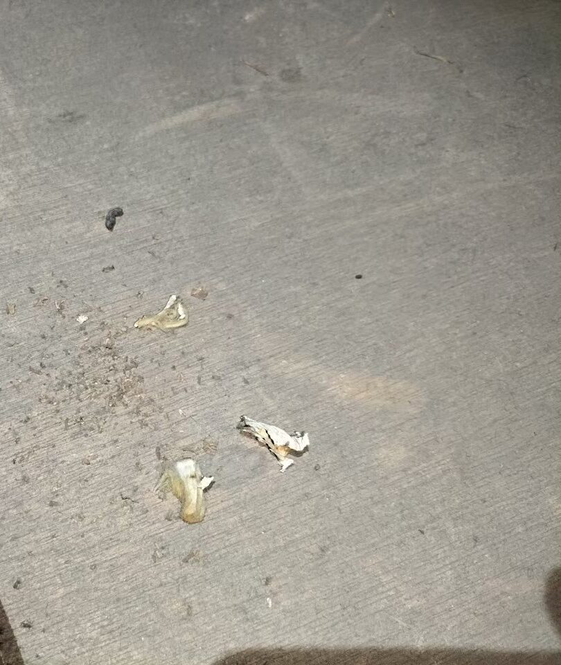 福岡県筑紫野市　ネズミによる被害　A様邸　駆除実績