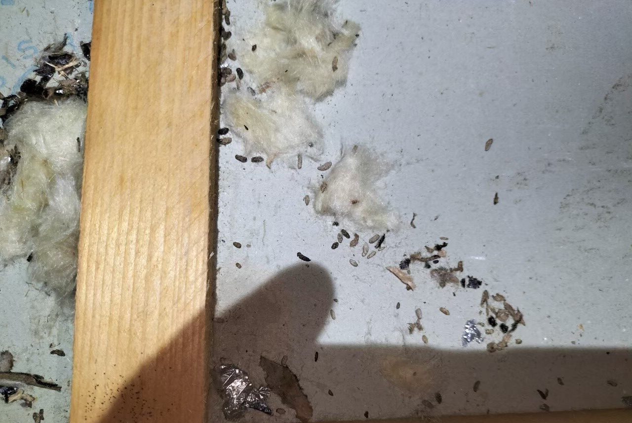 福岡県行橋市　ネズミによる被害　M様邸　駆除実績