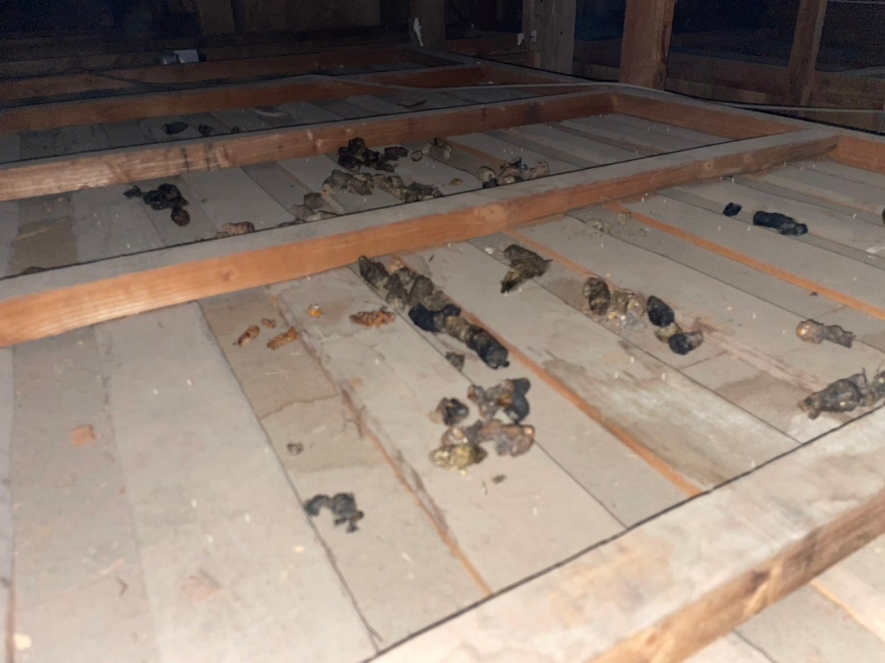 福岡県北九州市　アライグマによる被害　E様邸　駆除実績