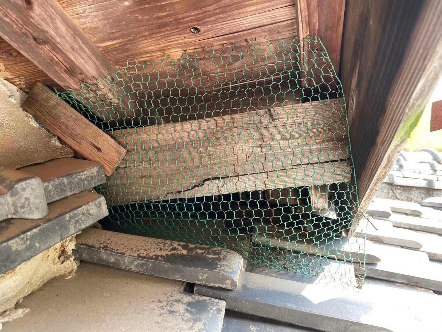 佐賀県武雄市　アライグマによる被害　M様邸　駆除実績