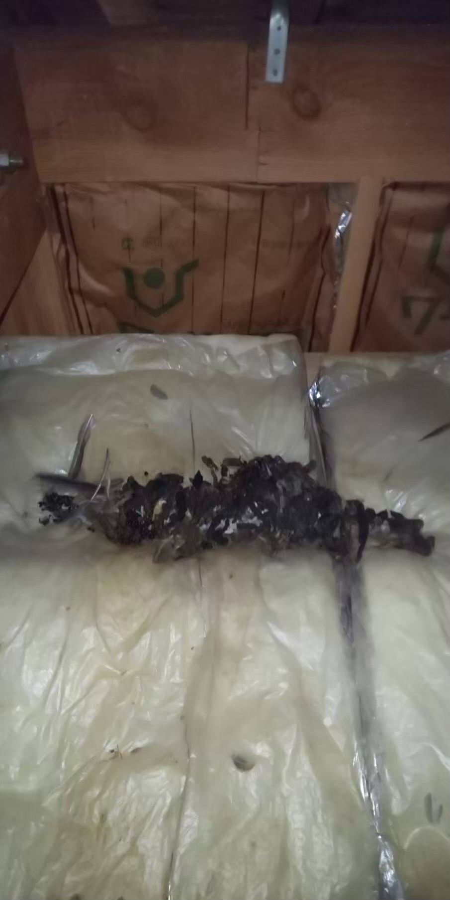 佐賀県鳥栖市　イタチによる被害　T様邸　駆除実績