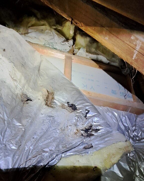 佐賀県佐賀市　イタチによる被害　T様邸　駆除実績