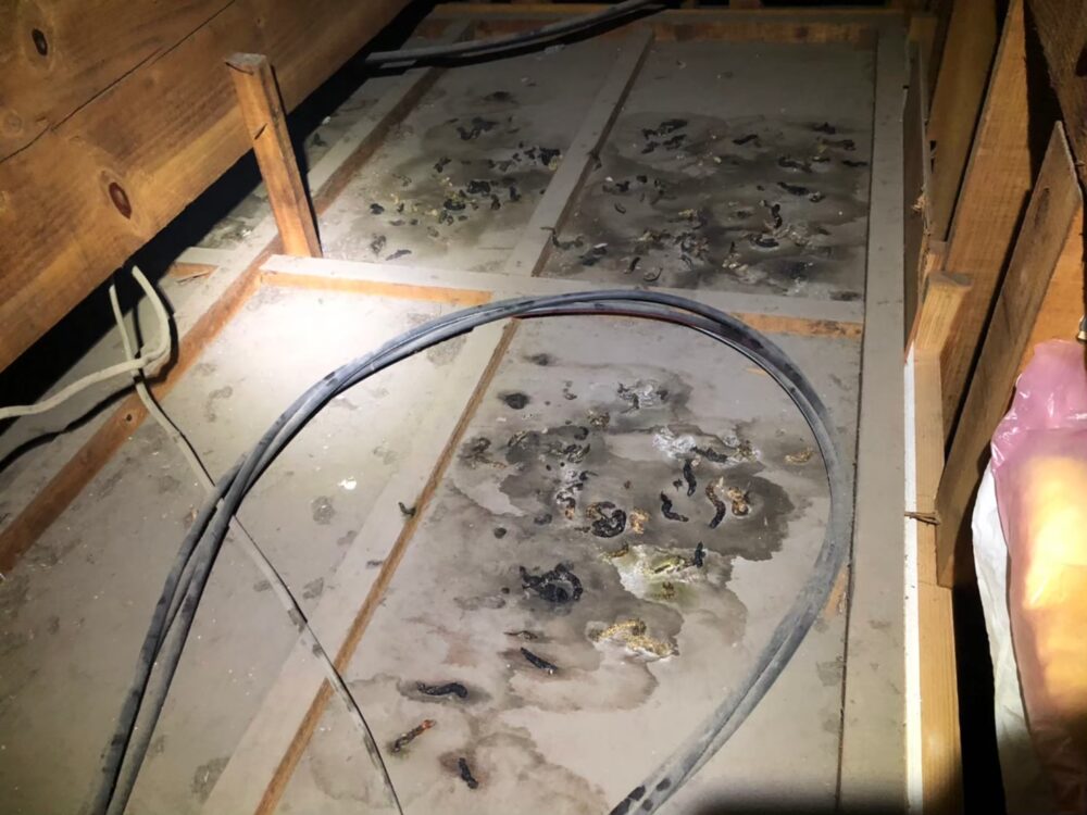 佐賀県武雄市　イタチによる被害　I様邸　駆除実績