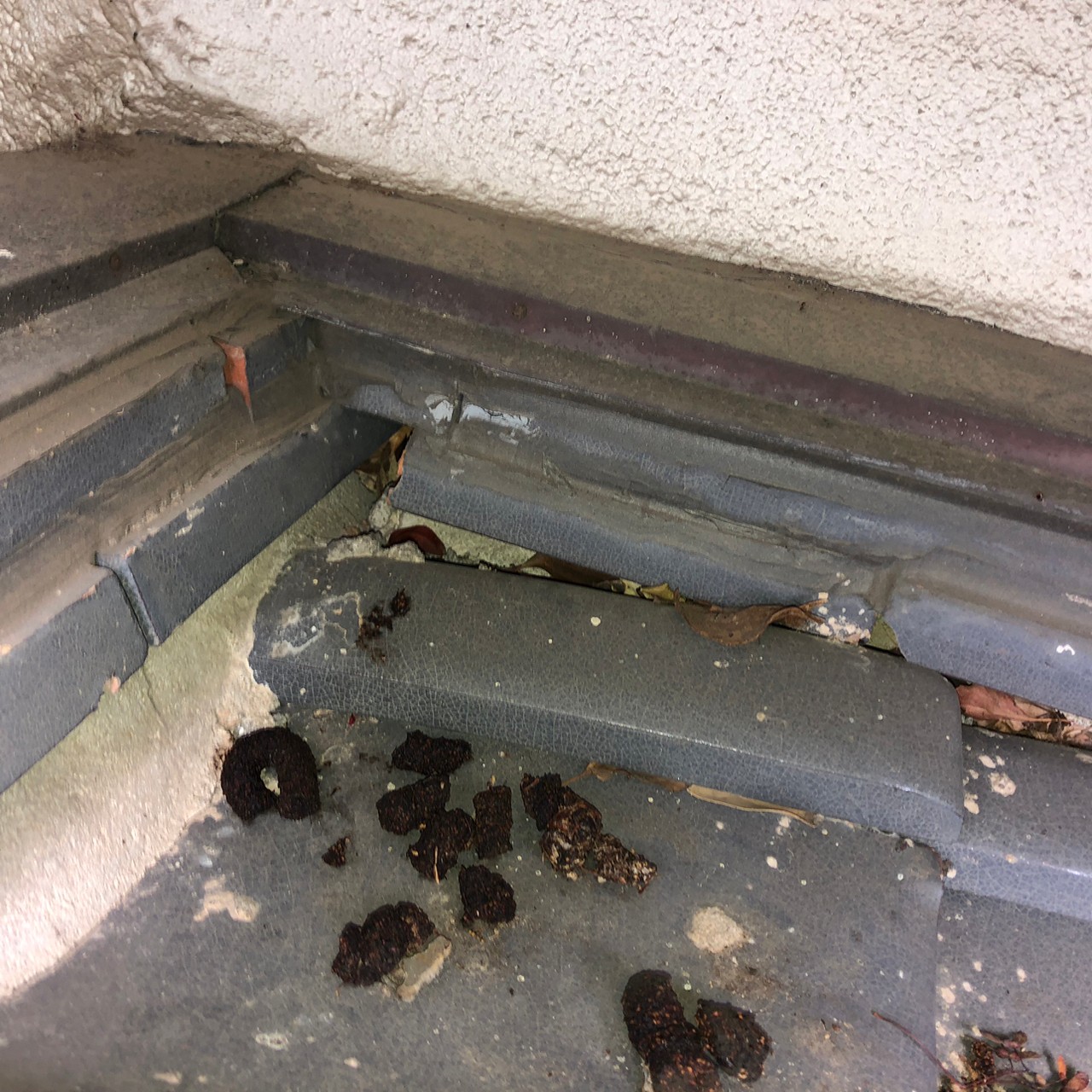 佐賀県神崎市　アライグマによる被害　M様邸　駆除実績