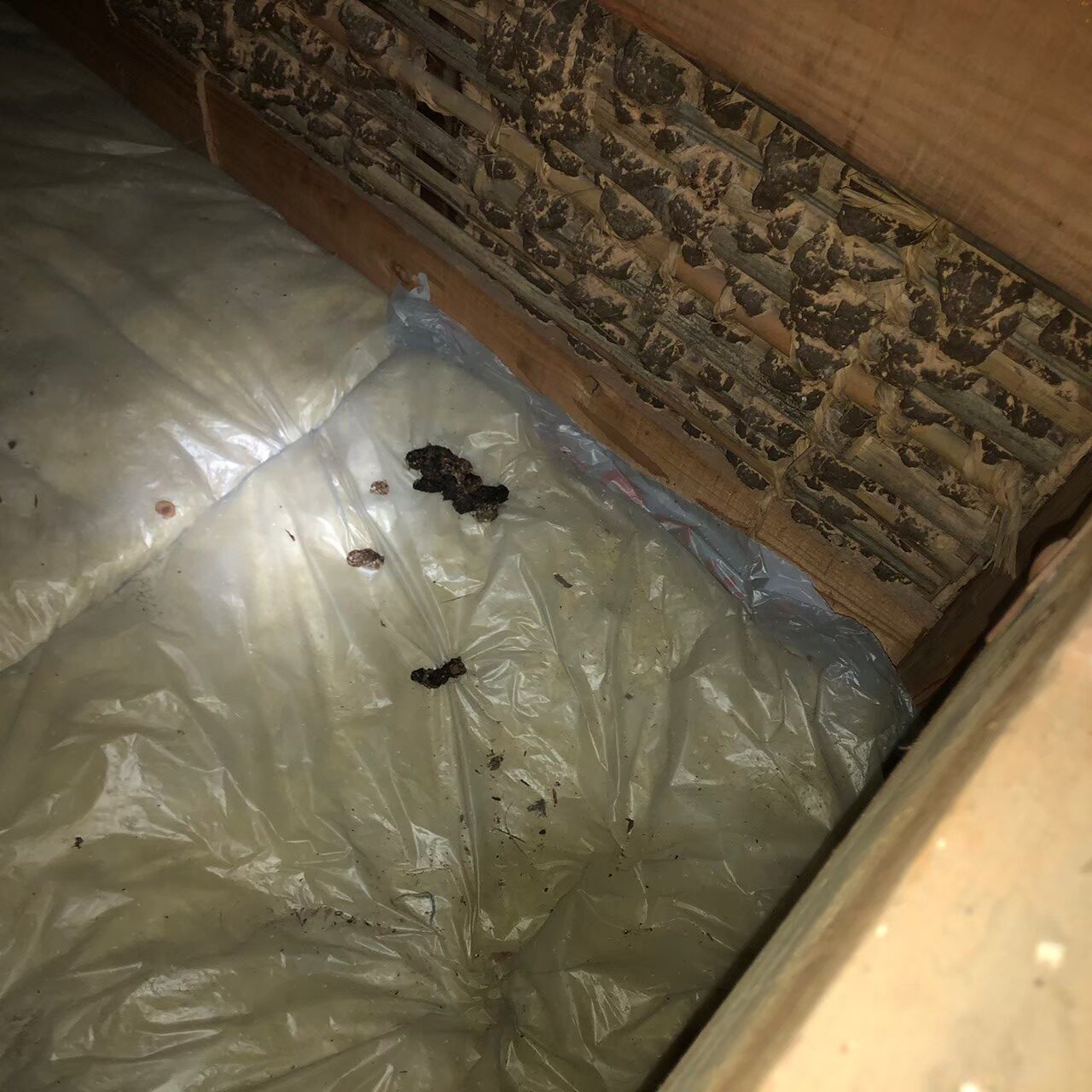 福岡県八女市　イタチによる被害　O様邸　駆除実績