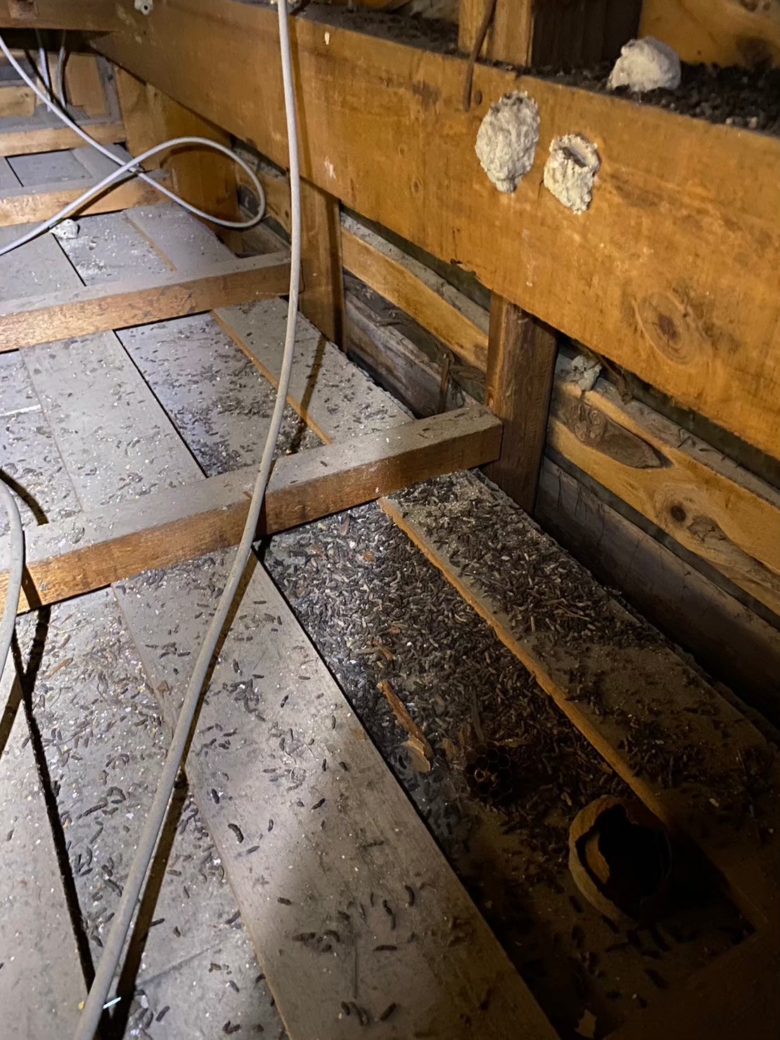 佐賀県鳥栖市　イタチによる被害　K様邸　駆除実績