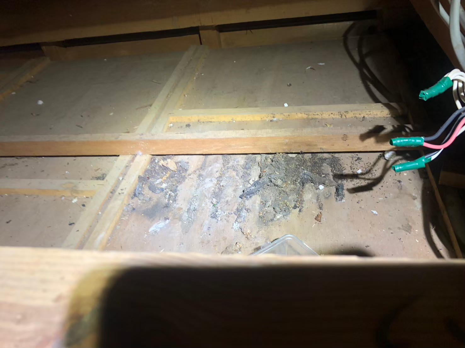 福岡県筑後市　アライグマによる被害　H様邸　駆除実績