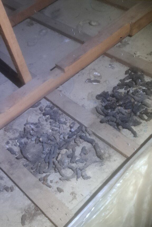 佐賀県佐賀市　アライグマによる被害　T様邸　駆除実績