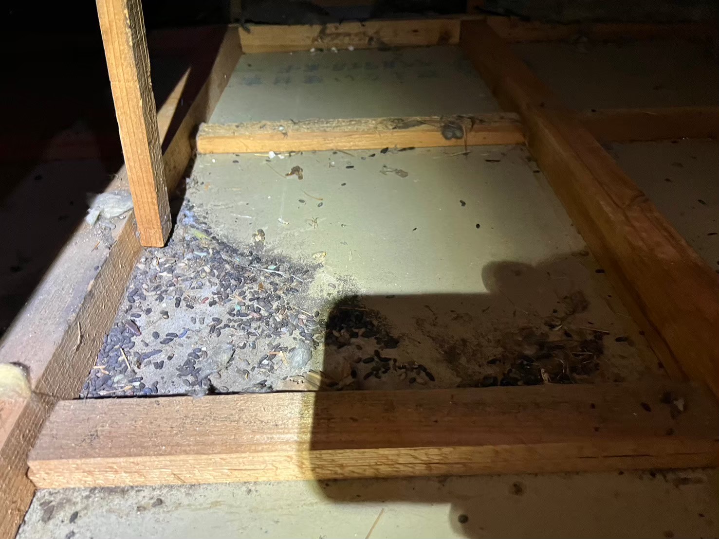 福岡県福岡市　ネズミによる被害　W様邸　駆除実績