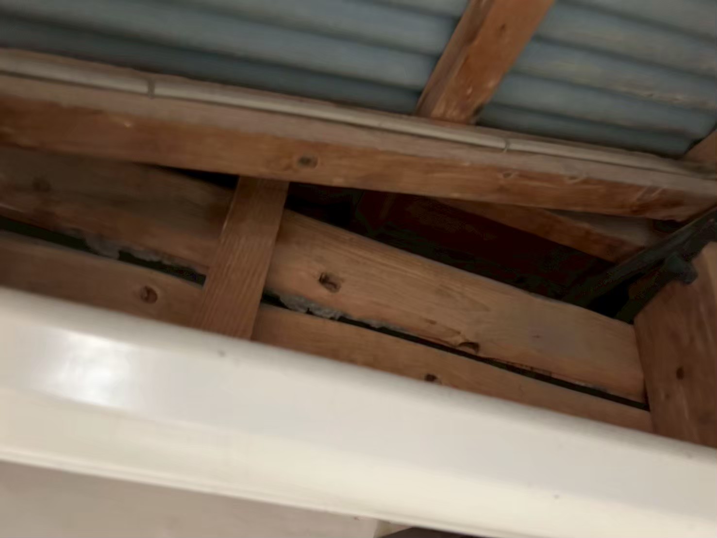 福岡県飯塚市　アライグマによる被害　S様邸　駆除実績