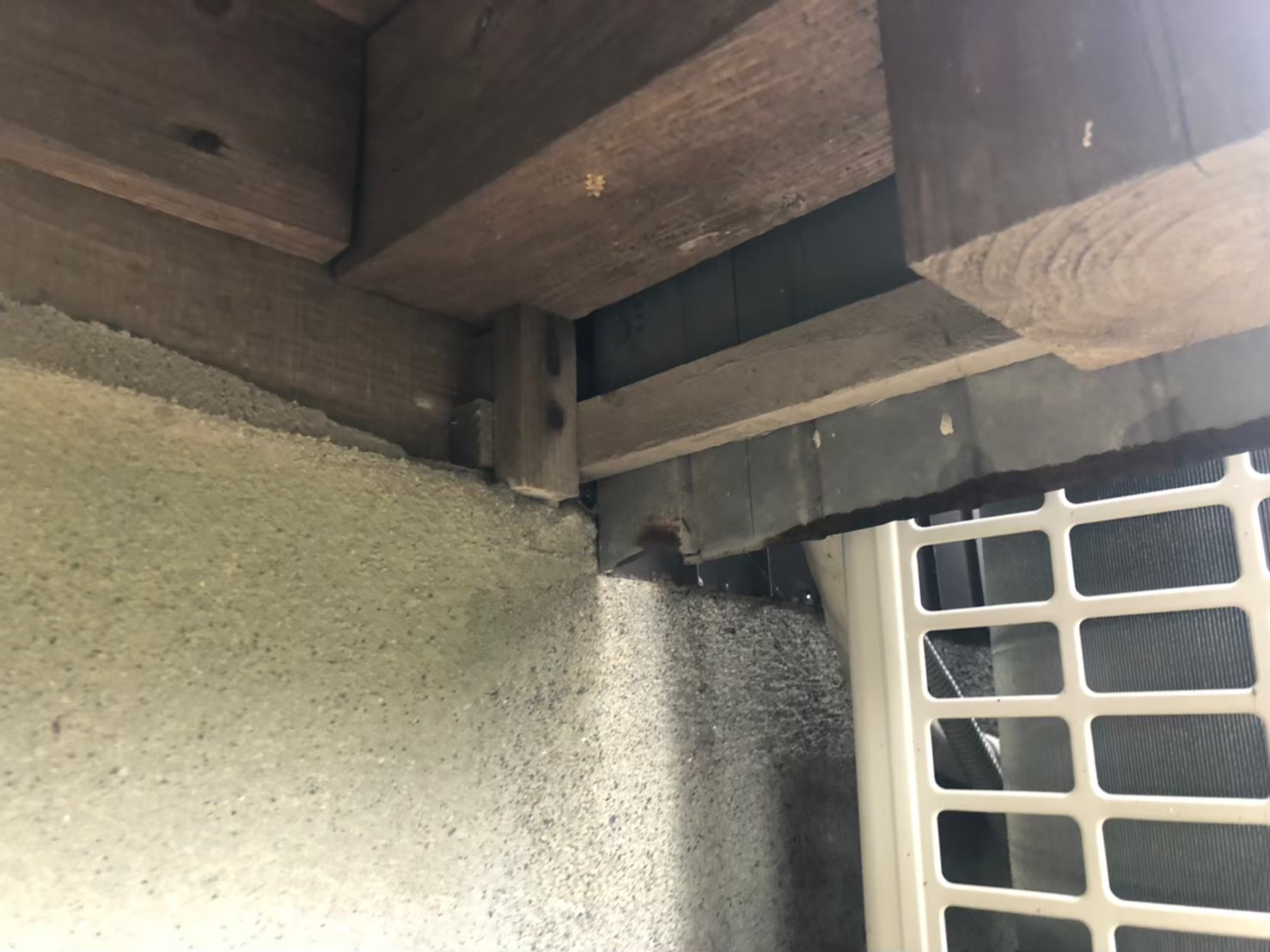 福岡県久留米市　アライグマによる被害　F様邸　駆除実績