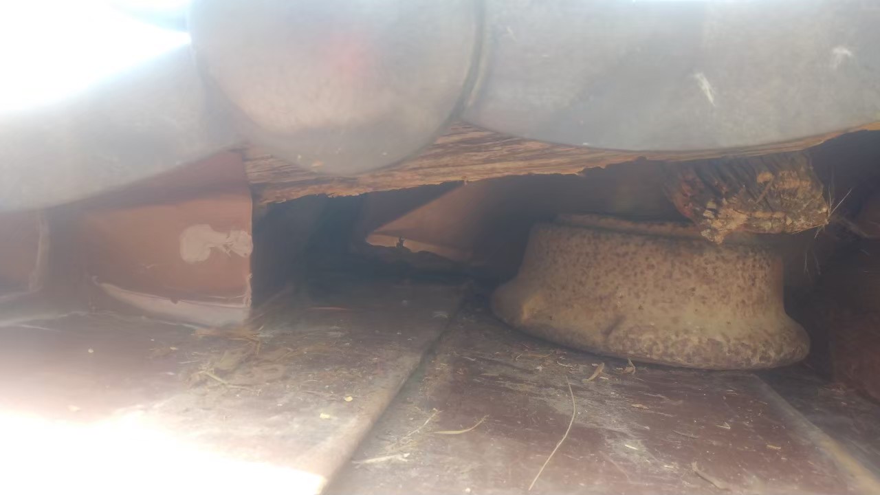 佐賀県嬉野市　イタチによる被害　駆除実績