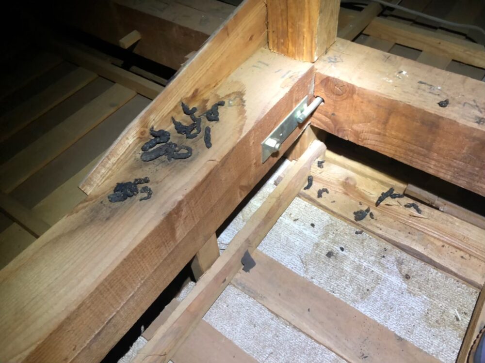 佐賀県佐賀市　イタチによる被害　H様邸　駆除実績