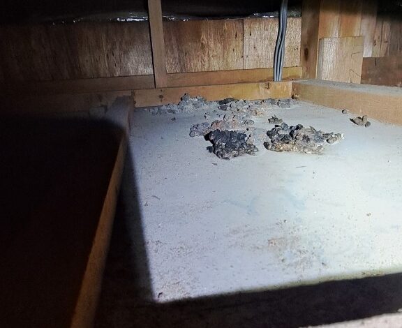 佐賀県神崎市　アライグマによる被害　K様邸　駆除実績