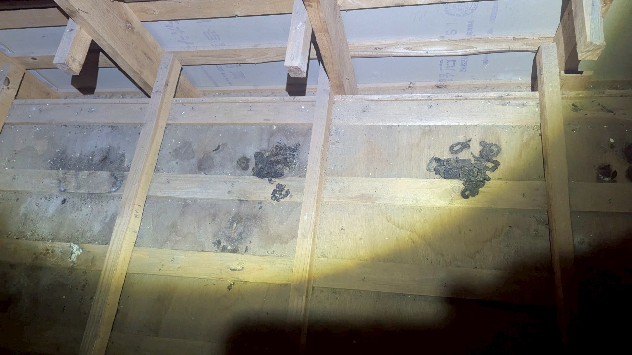 佐賀県神埼市　イタチによる被害　M様邸　駆除実績