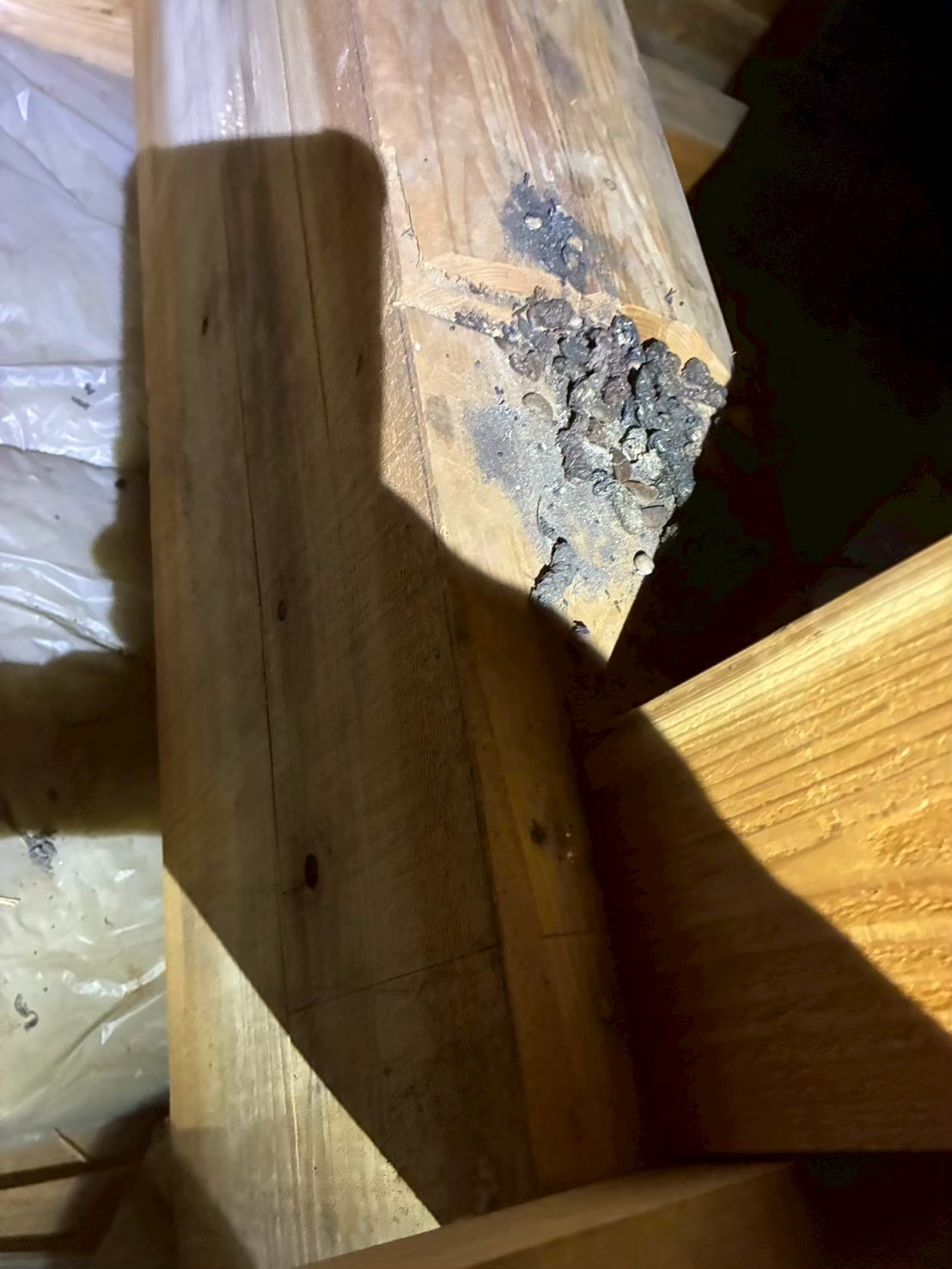 福岡県春日市　アライグマによる被害　S様邸　駆除実績