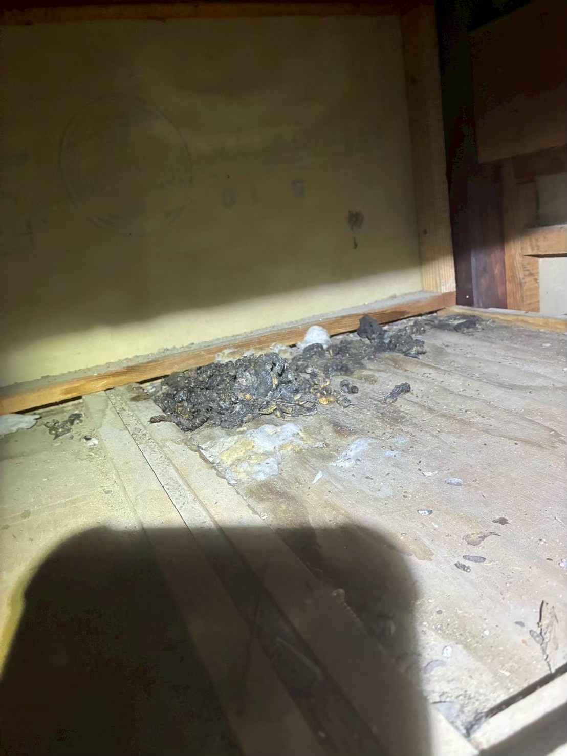 福岡県春日市　アライグマによる被害　S様邸　駆除実績