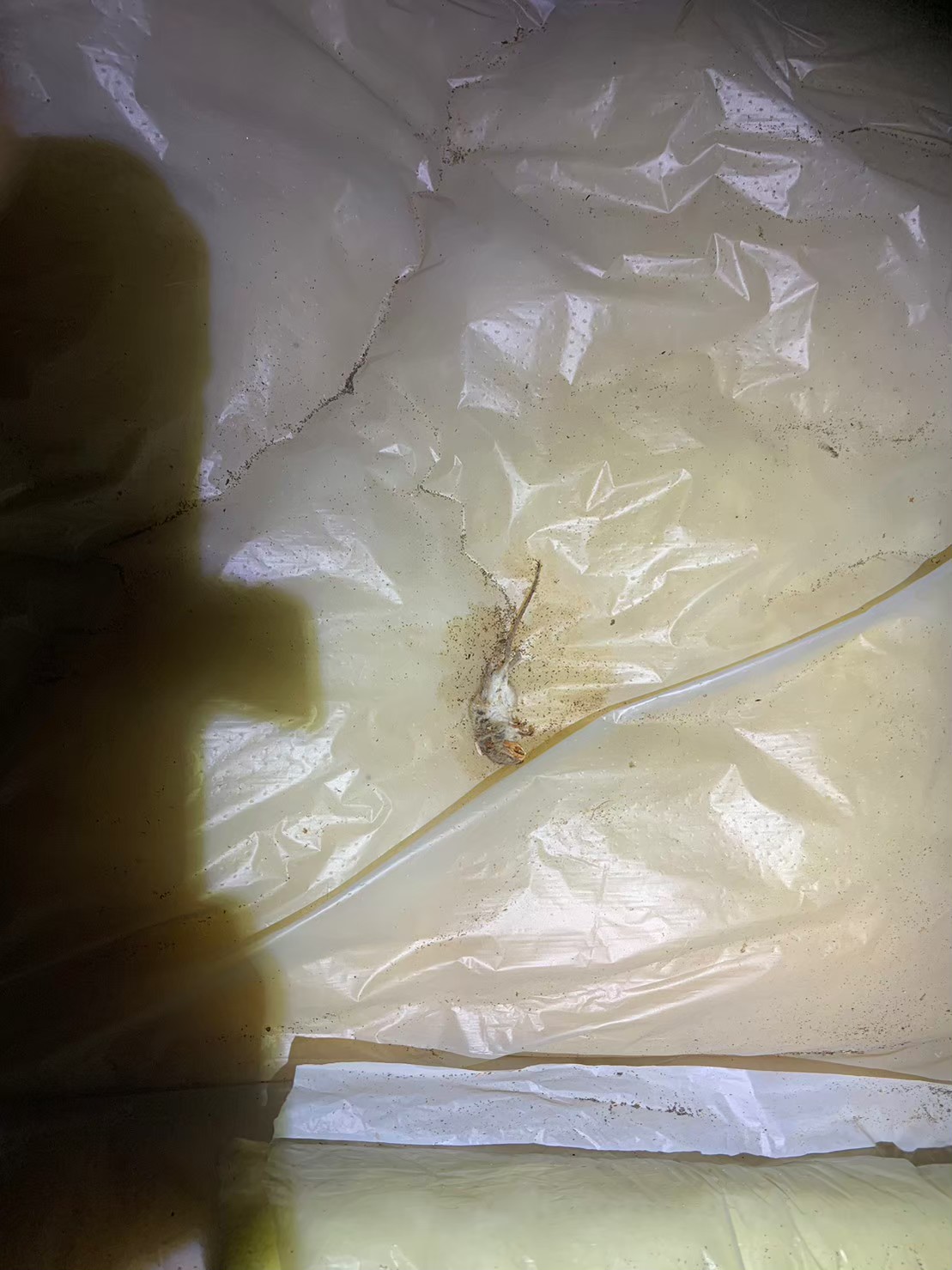 佐賀県佐賀市　ネズミによる被害　S様邸　駆除実績