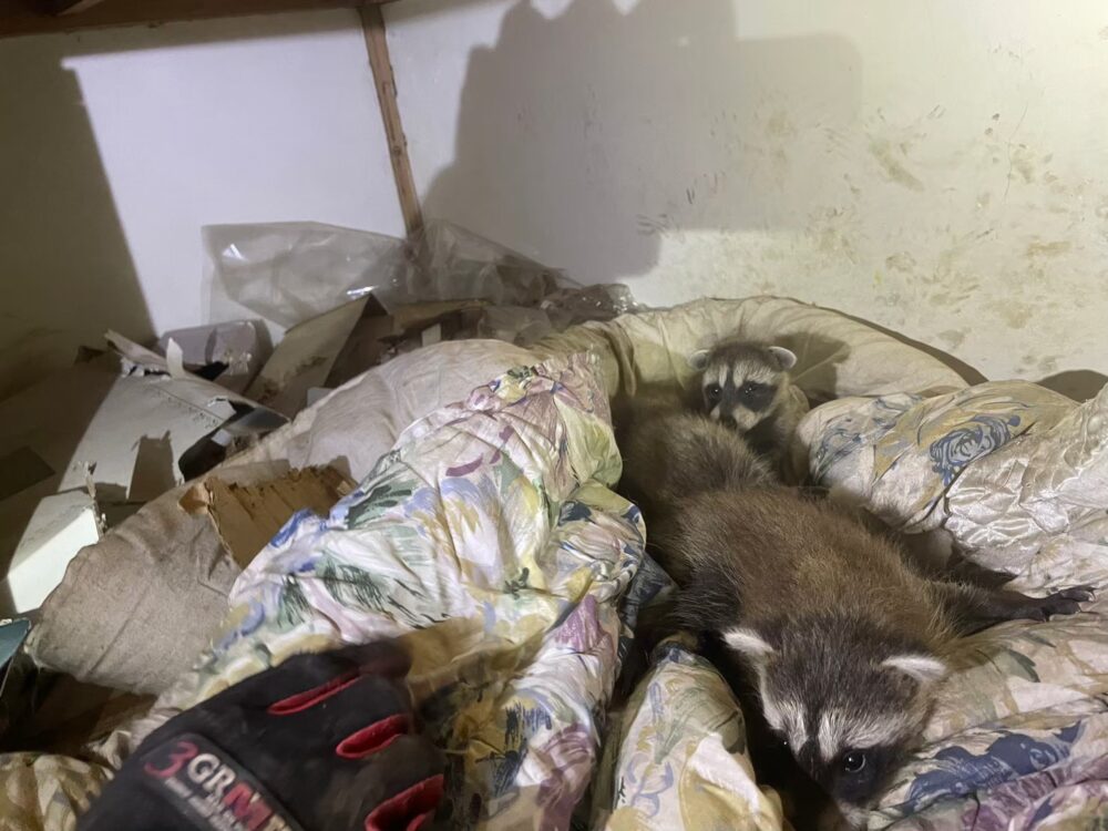 佐賀県神崎市　アライグマによる被害　M様邸　駆除実績