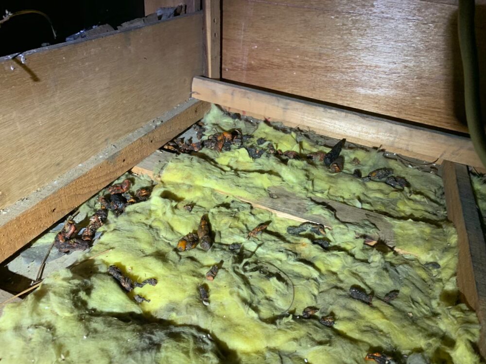 イタチによる被害　T様邸　駆除実績