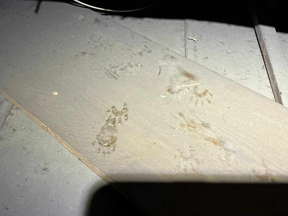 ネズミ・アライグマによる被害　S様邸　駆除実績