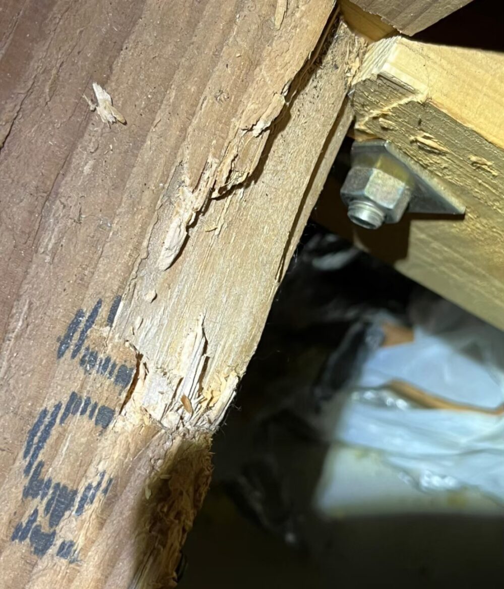 佐賀県嬉野市　イタチによる被害　駆除実績