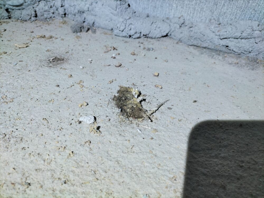 佐賀県小城市　ネズミによる被害　K様邸　駆除実績