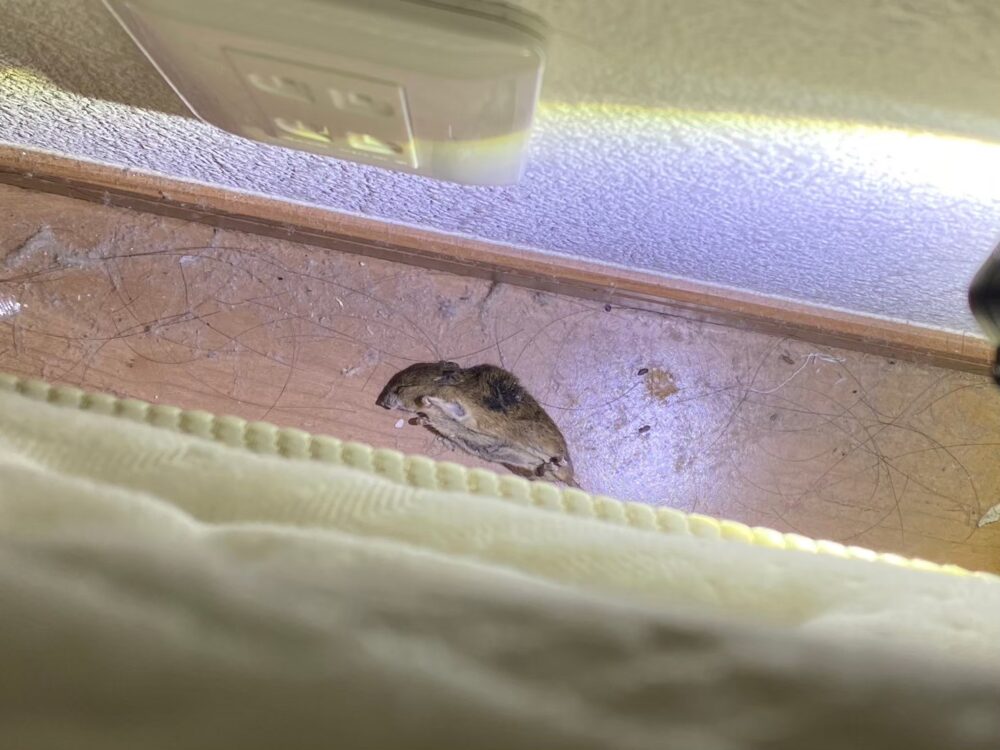 福岡県筑紫野市　ネズミによる被害　T様邸　駆除実績