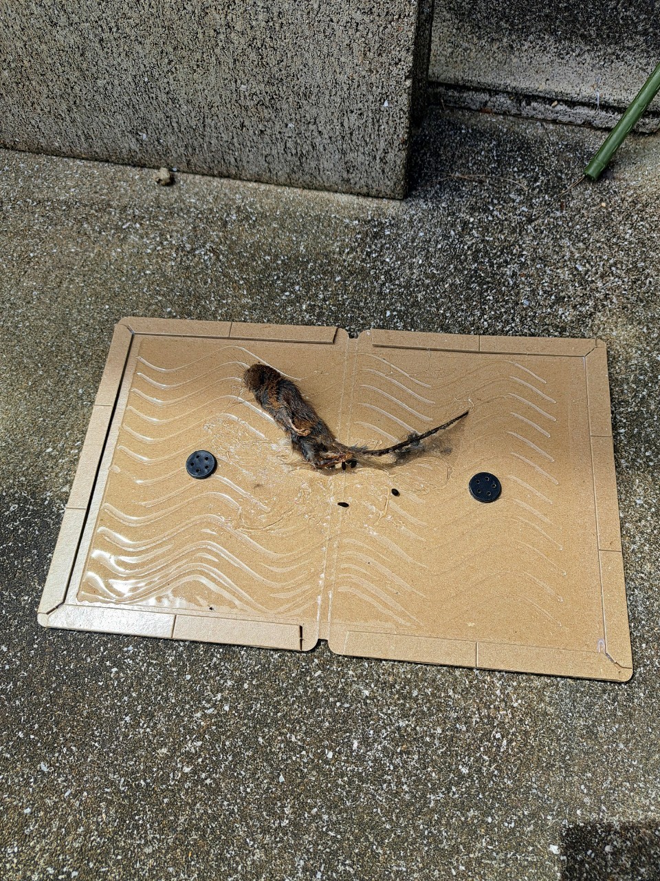 佐賀県三養基郡みやき町　ネズミによる被害　N様邸　駆除実績