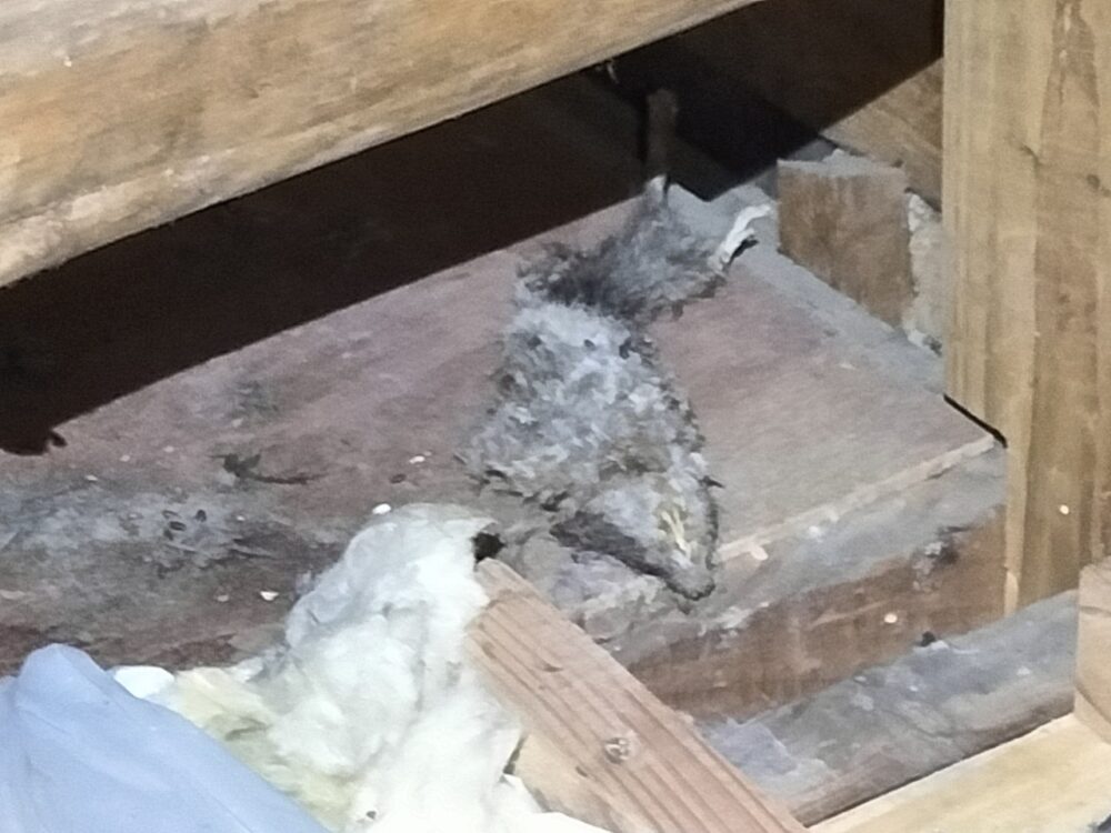 福岡県太宰府市　ネズミによる被害　S様邸　駆除実績