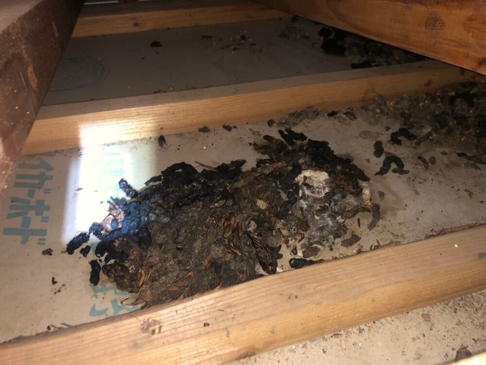 佐賀県神崎市　アライグマによる被害　I様邸　駆除実績
