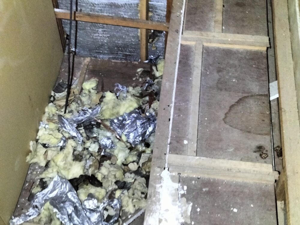 福岡県筑後市　アライグマによる被害　H様邸　駆除実績