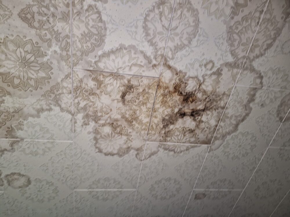 福岡県北九州市　アライグマによる被害　E様邸　駆除実績