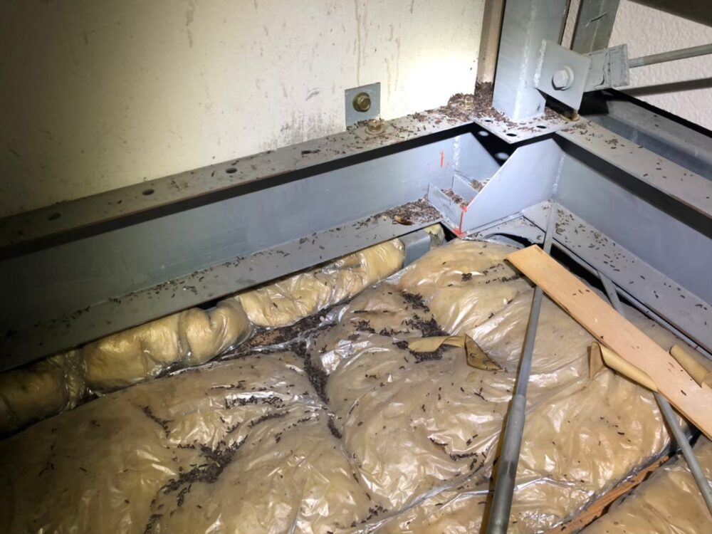 ネズミによる被害　S様邸　駆除実績