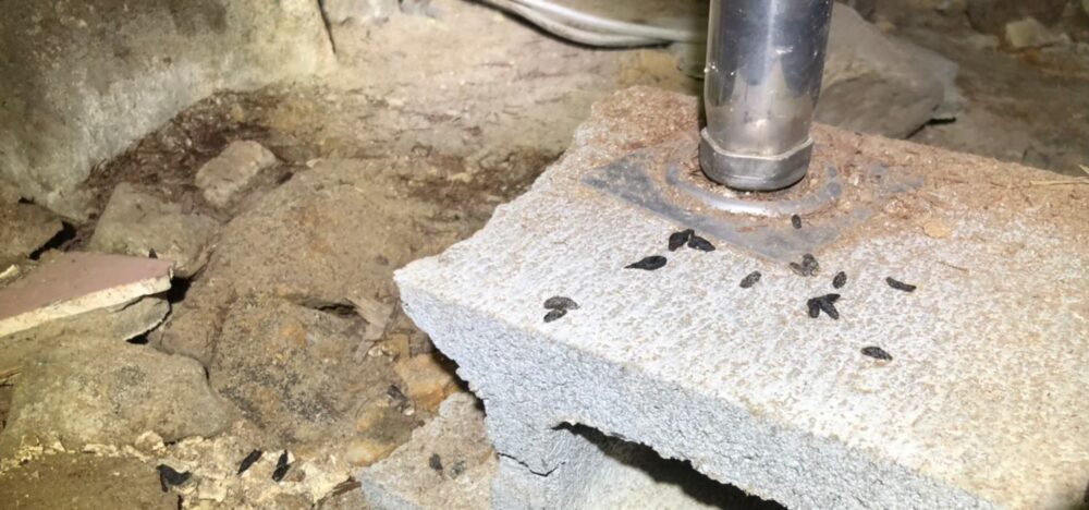 佐賀県鳥栖市　ネズミによる被害　K様邸　駆除実績