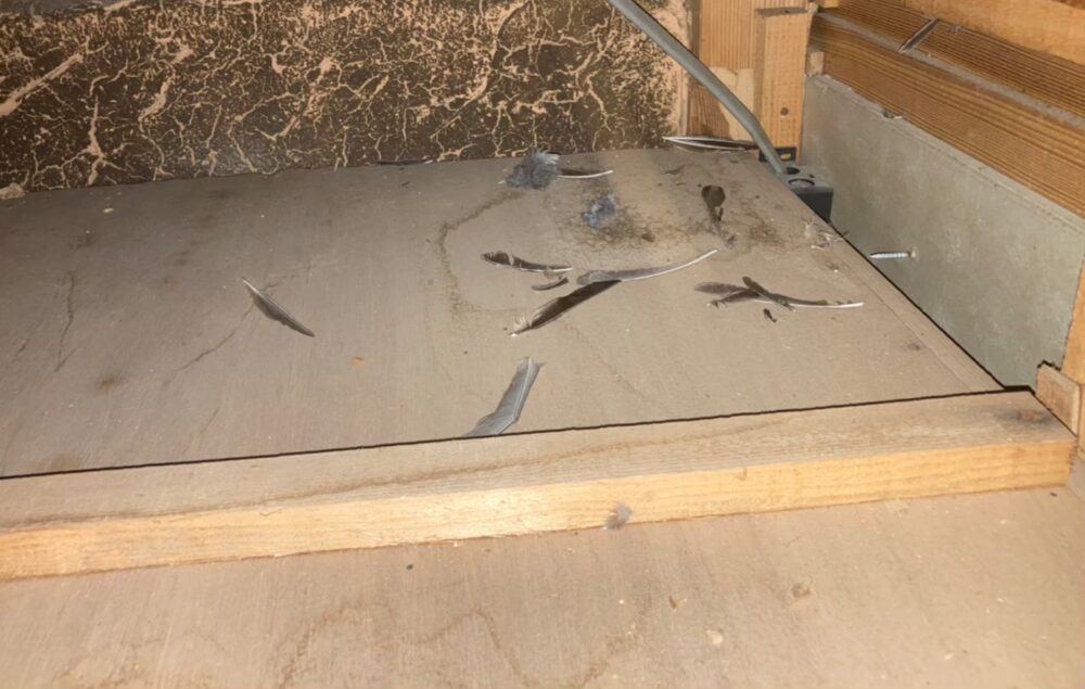 福岡県直方市　イタチによる被害　H様邸　駆除実績