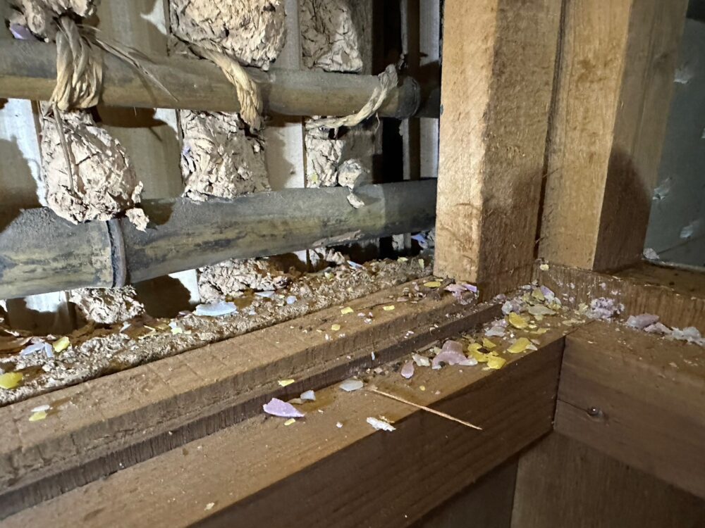 佐賀県みやき町　イタチによる被害　S様邸　駆除実績