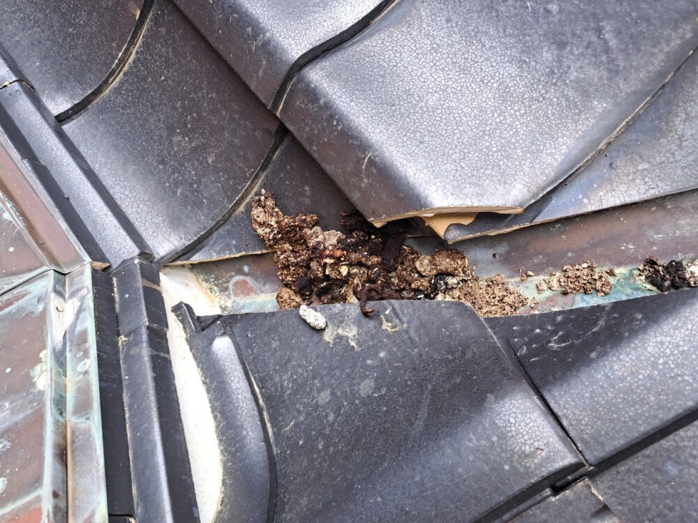 福岡県飯塚市　イタチによる被害　F様邸　駆除実績