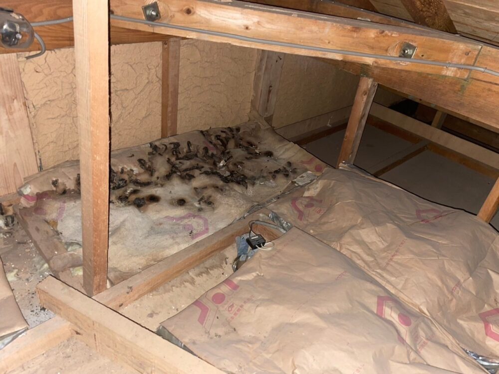 福岡県飯塚市　イタチによる被害　S様邸　駆除実績