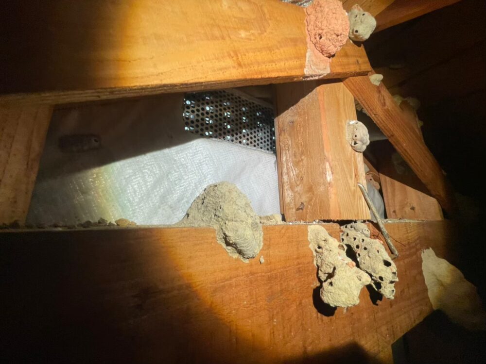 コウモリによる被害　K様邸　駆除実績